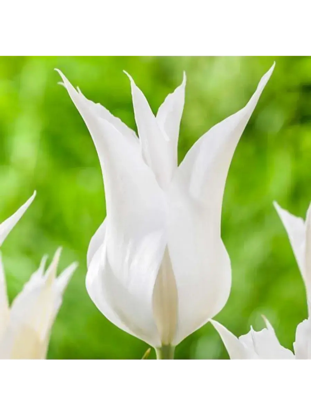 Тюльпан,луковицы BALLADE WHITE лилиецветные (4 штуки )