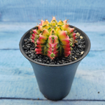 Gymnocalycium Variegata (Гимнокалициум Вариегатный)