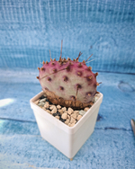 Opuntia Macrocentra (Опунция)