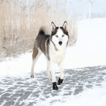 Ботинки для собак Walker Active, L, 2 шт., Trixie