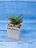 Aloe mitriformis hyb. (Алоэ)