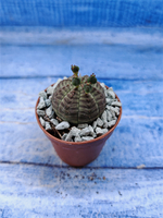 Euphorbia Obesa (Эуфорбия)
