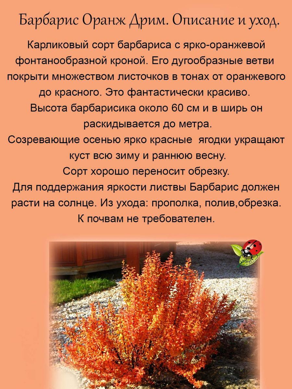 Барбарис Оранж Дрим Оранжевая мечта