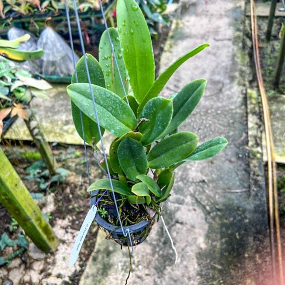 Орхидея ринхолелиокаттлея RLC. SAENG U-SA #5