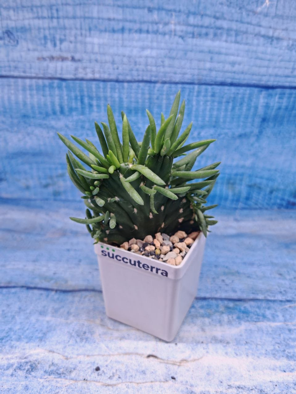 Opuntia Subulata cristata