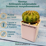 Echinopsis subdenudata (Эхинопсис)