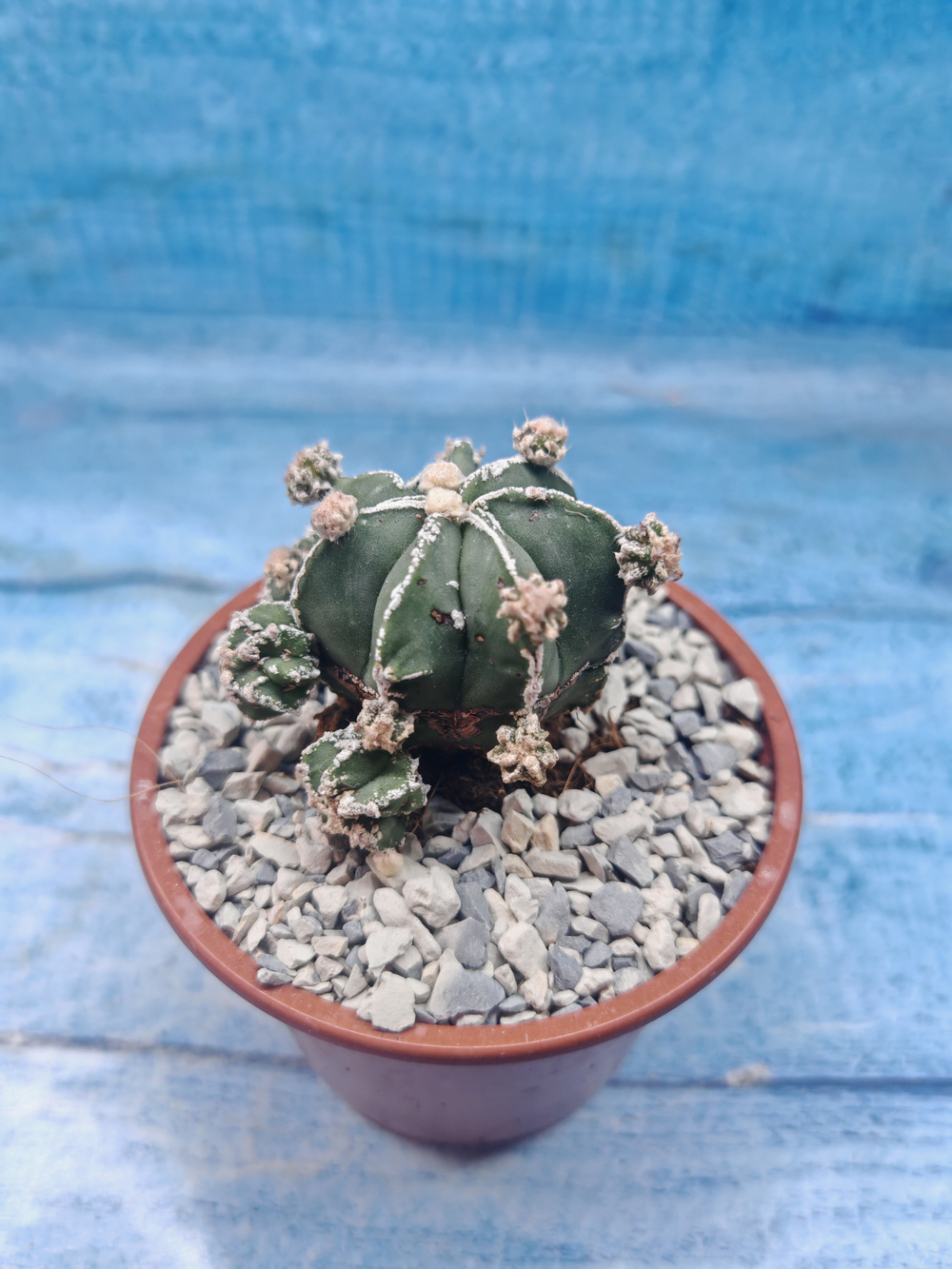 Astrophytum Myriostigma "Hakujo Fukuryu" (Астрофитум)