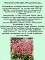 Камнеломка Теневая Вариегата пёстролистная