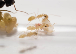 Муравьи Camponotus turkestanus