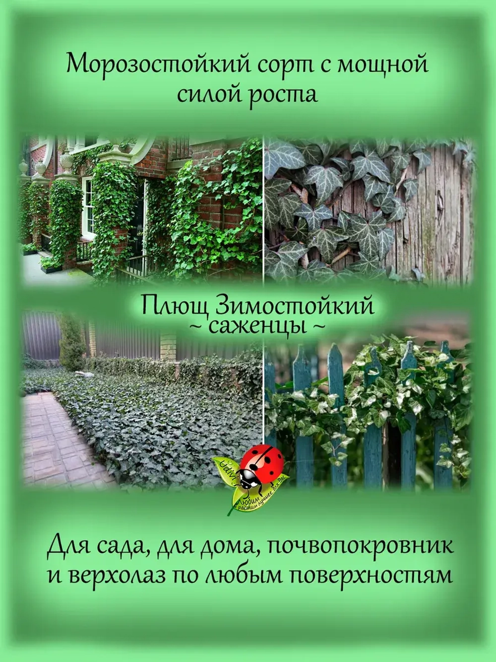 Хедера зимостойкий плющ