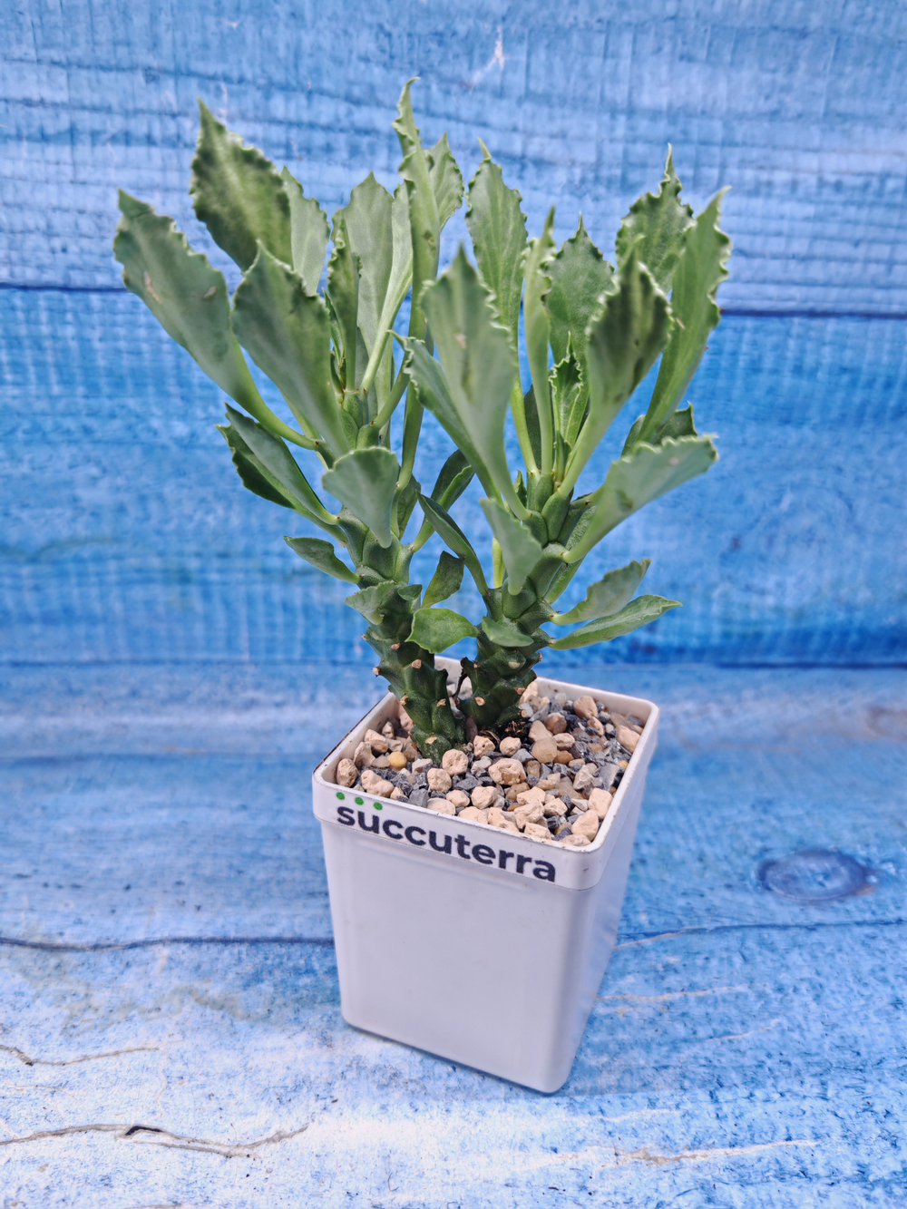 Monadenium Stapelioides (Монадемиум)