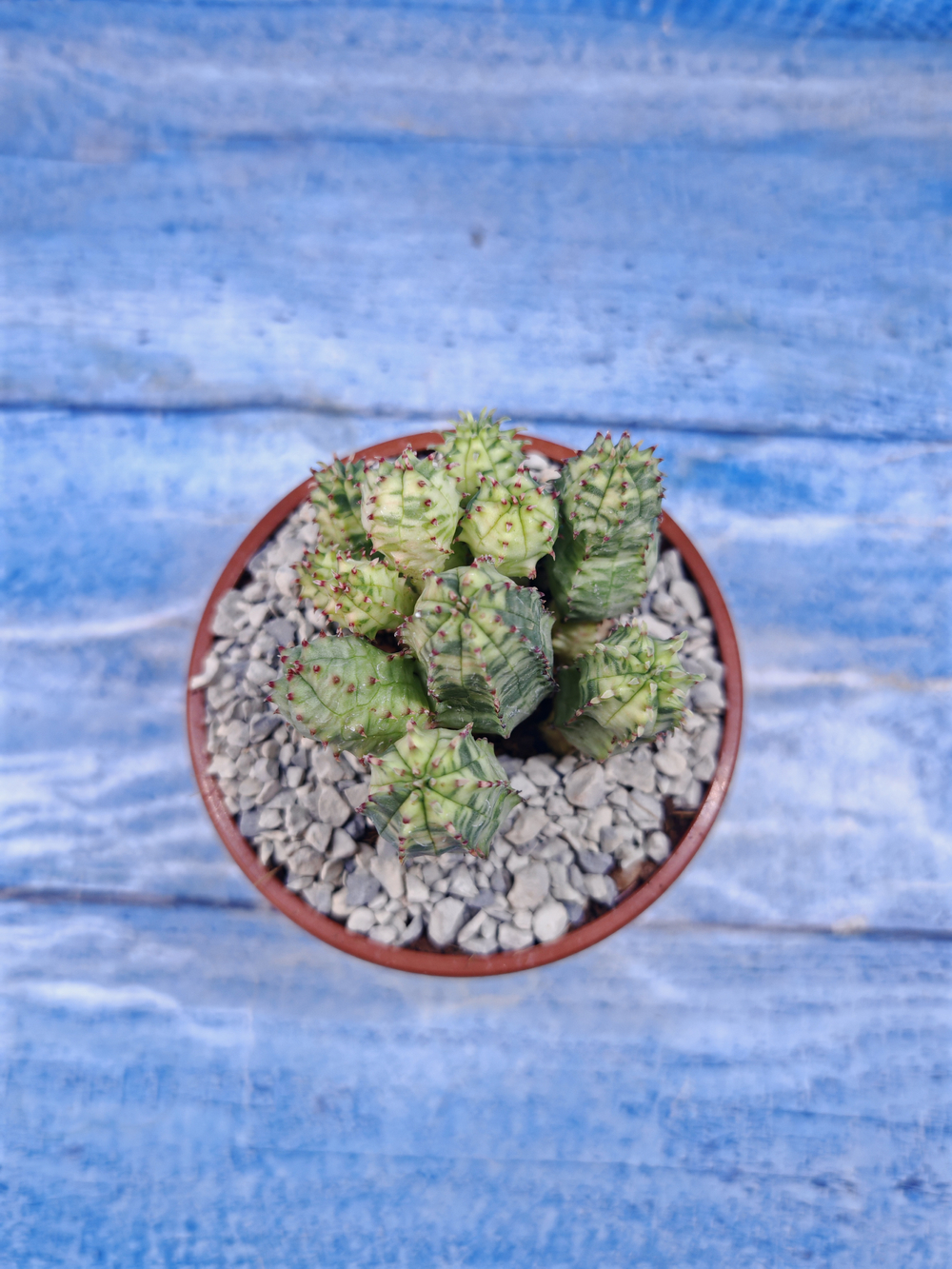 Euphorbia Pseudoglobosa variagate (Эуфорбия)