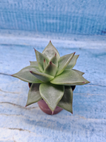 Echeveria Agavoides (Эхеверия)