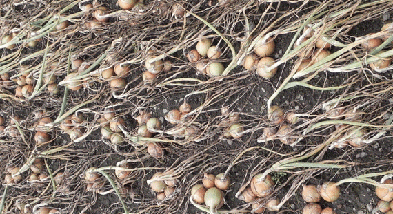 Варес F1 семена лука репчатого (Seminis / Семинис) – фото 5