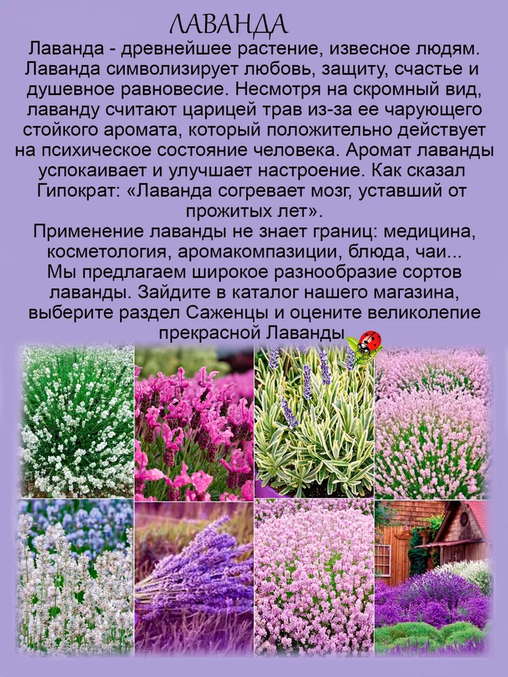 Лаванда Дип Роуз широколистная розовая многолетняя
