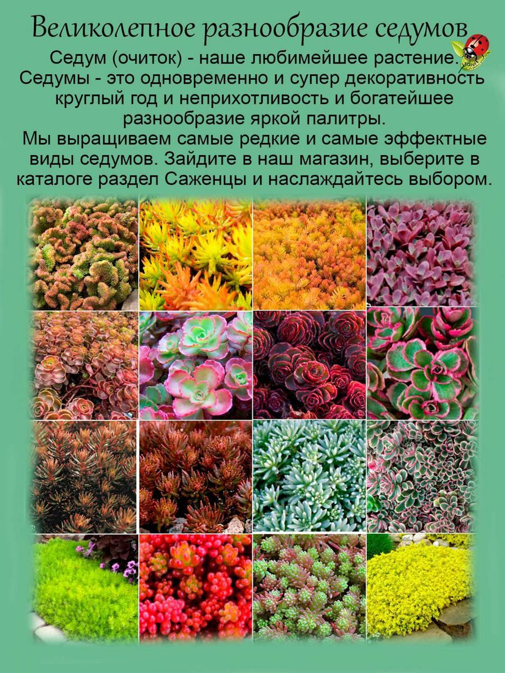 Седум Кристатум Блу очиток