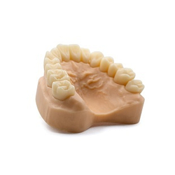 Dental Model Beige