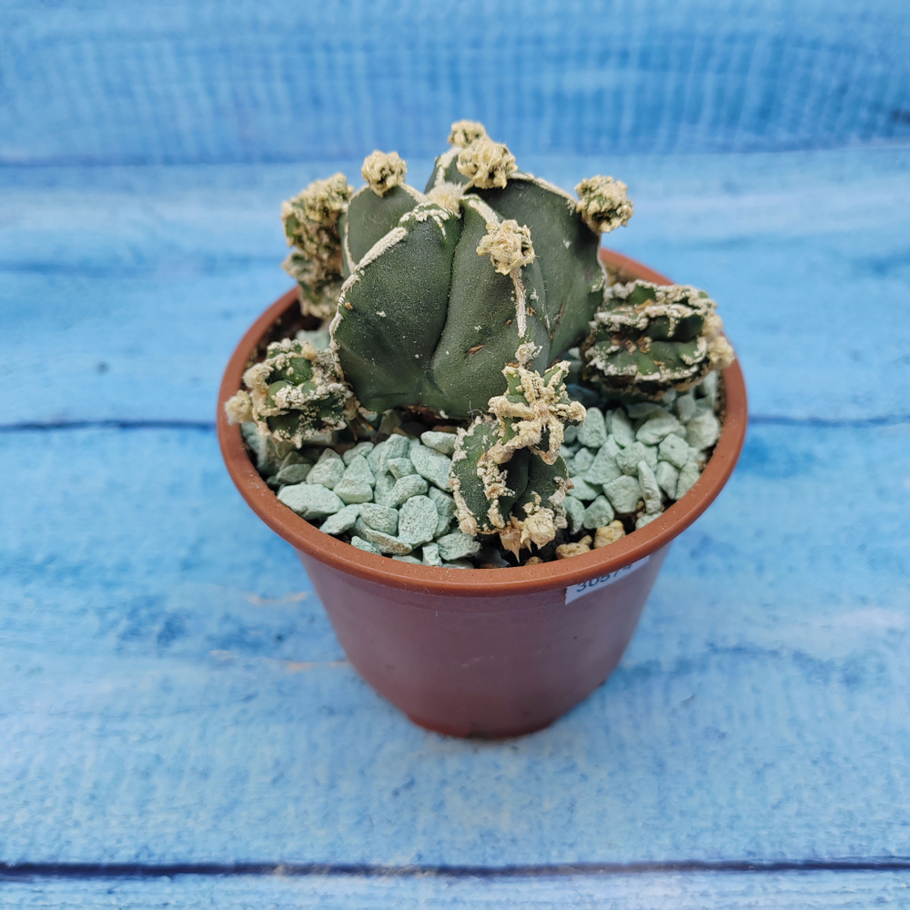 Astrophytum Myriostigma "Hakujo Fukuryu"  (Астрофитум)