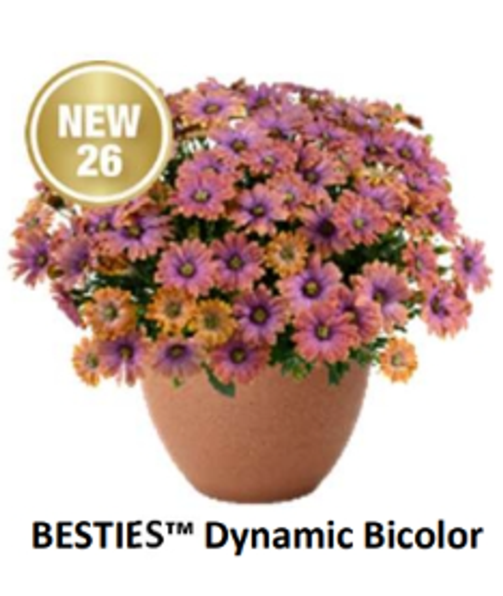 ЕВРО Остеоспермум Besties Dynamic Bicolor укорененный ЕВРО черенок НАЧАЛО ЯНВАРЯ поставка 5