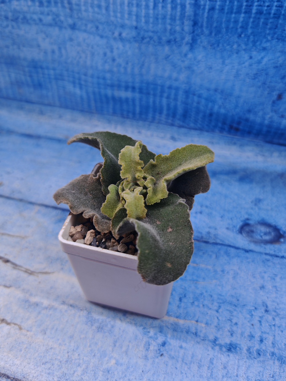 Kalanchoe Maltese Cross (Каланхоэ)