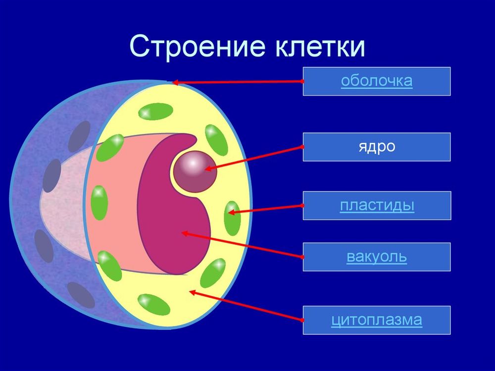 Модель-аппликация Строение клетки — купить по ФГОС | Учебный стандарт Модель-аппликация Строение клетки — купить по ФГОС | Учебный стандарт
