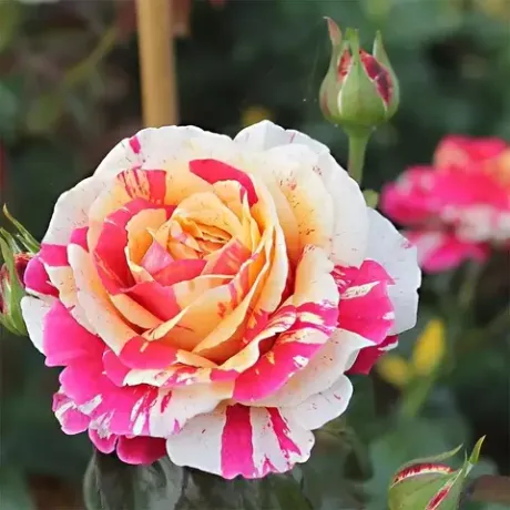 Ванилла Фрейз (Vanille Fraise)