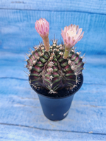 Gymnocalycium T-Rex Pink hybrid (Гимнокалициум T-rex)