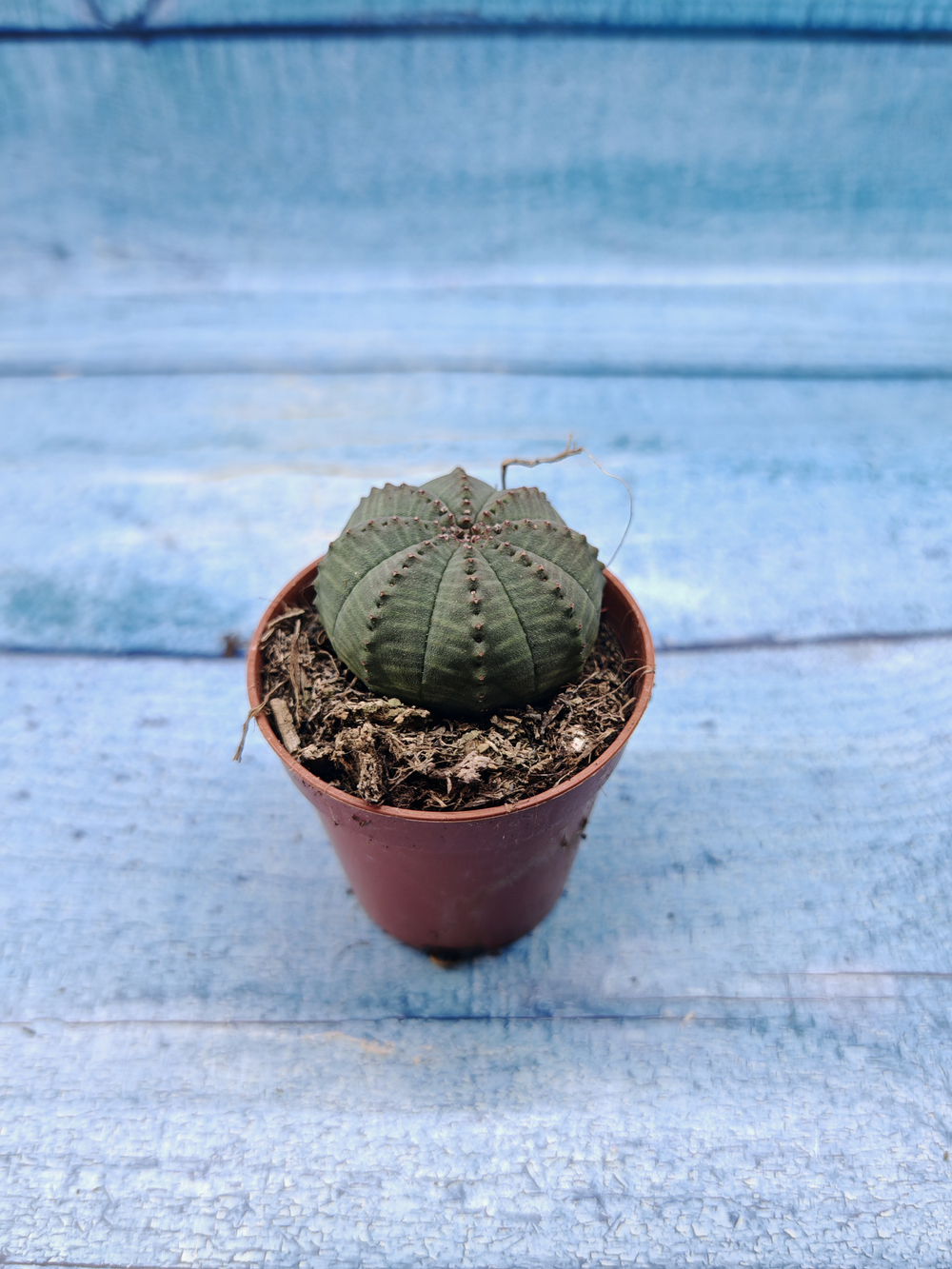 Euphoria Obesa (Эуфорбия)
