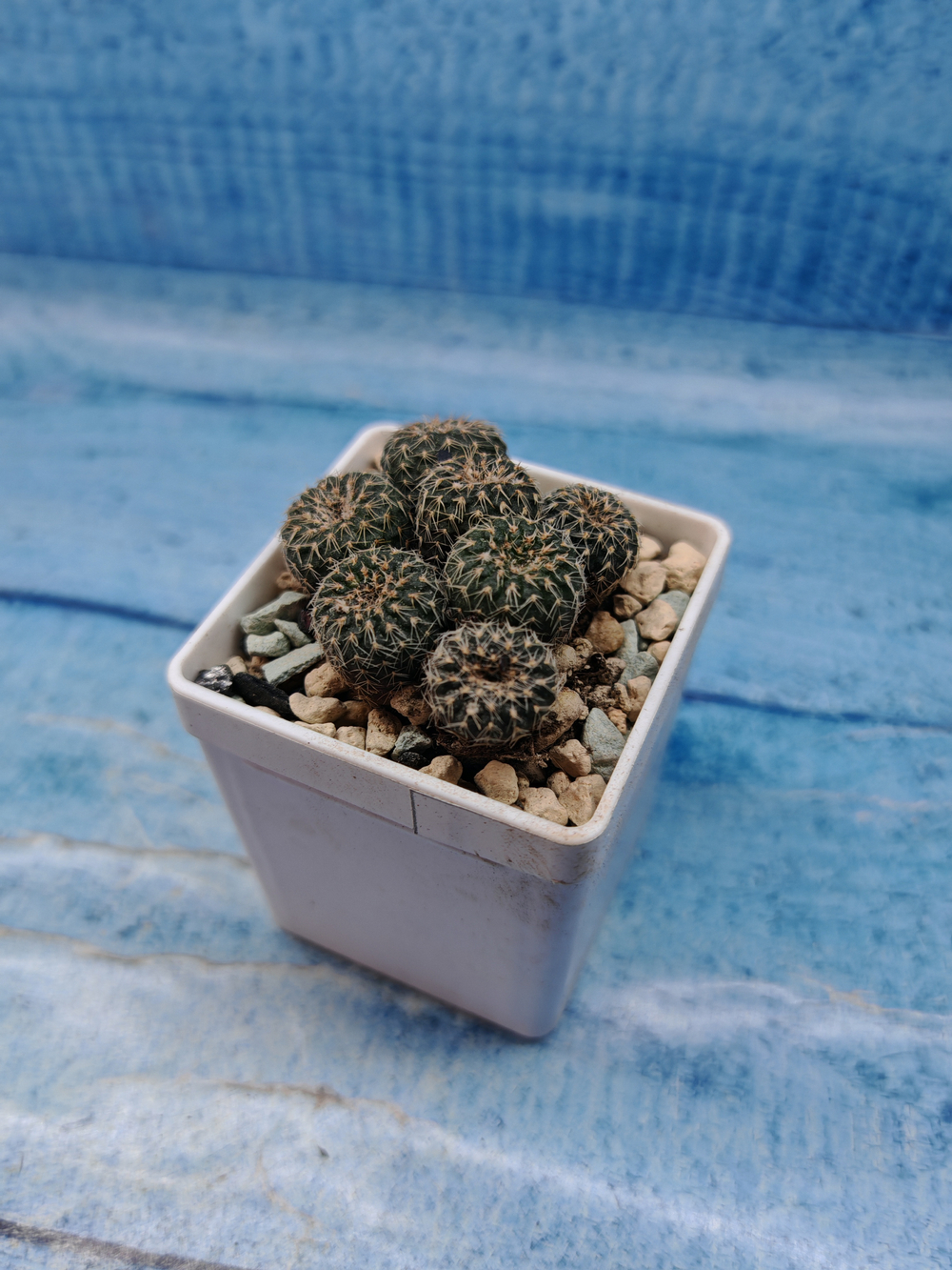 Frailea Pygmaea gloriosa (Фрайлея)