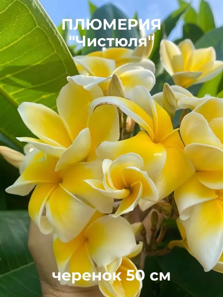Плюмерия "Чистюля" черенок 50 см