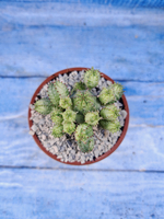 Euphorbia Pseudoglobosa variagate (Эуфорбия)