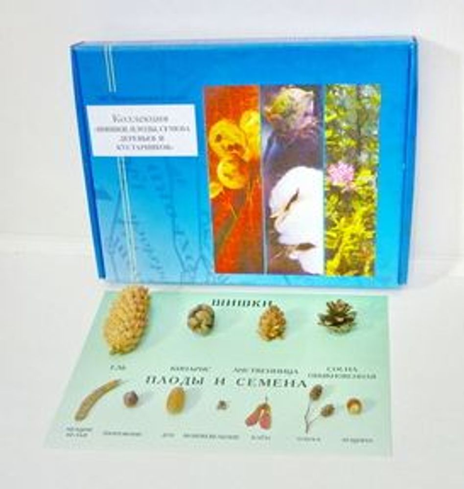 Коллекция «Шишки, плоды, семена деревьев и кустарников»
