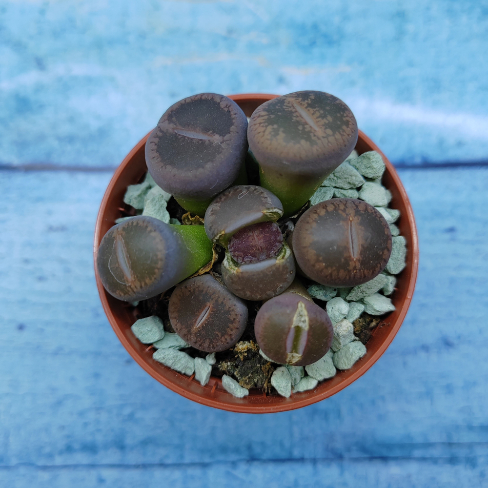 Lithops sp. (Литопсы)