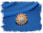 Конус праецелленс (Conus praecellens) 4 см.