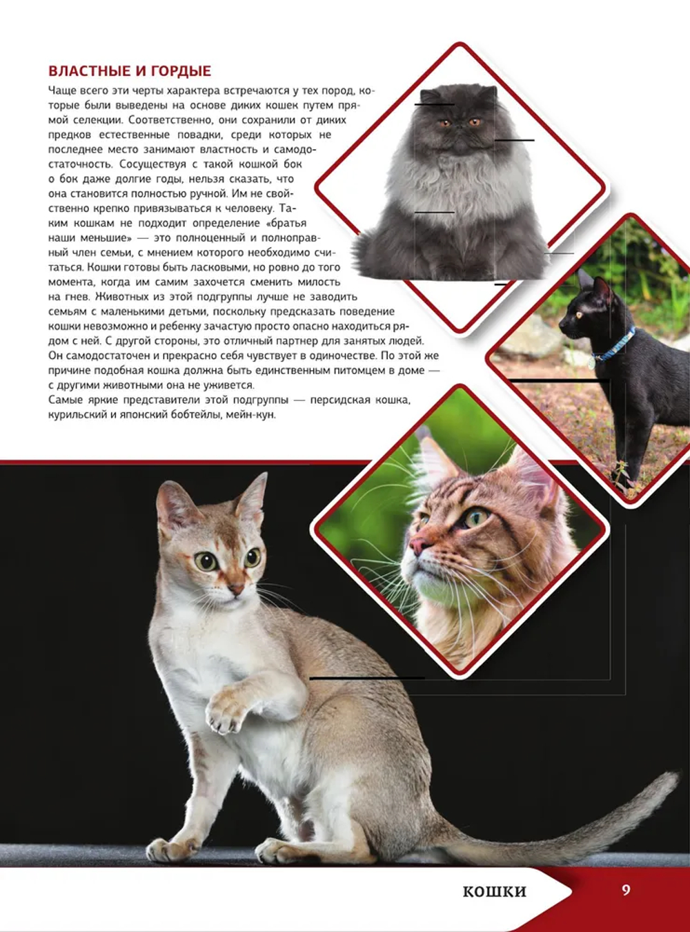 Большая энциклопедия о кошках и собаках