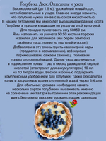 Голубика Дюк взрослый саженец в 2 литровом кашпо