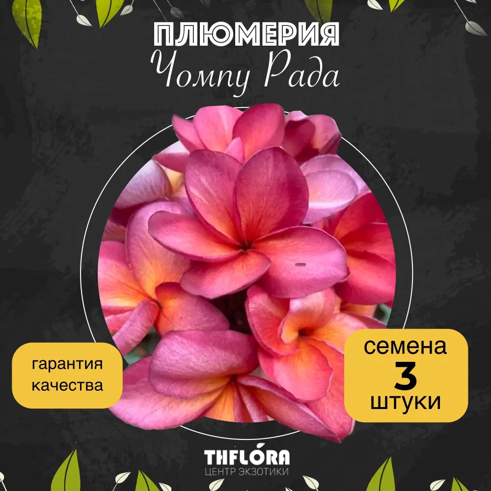 Плюмерия "Чомпу Рада" — семена, 3 шт.