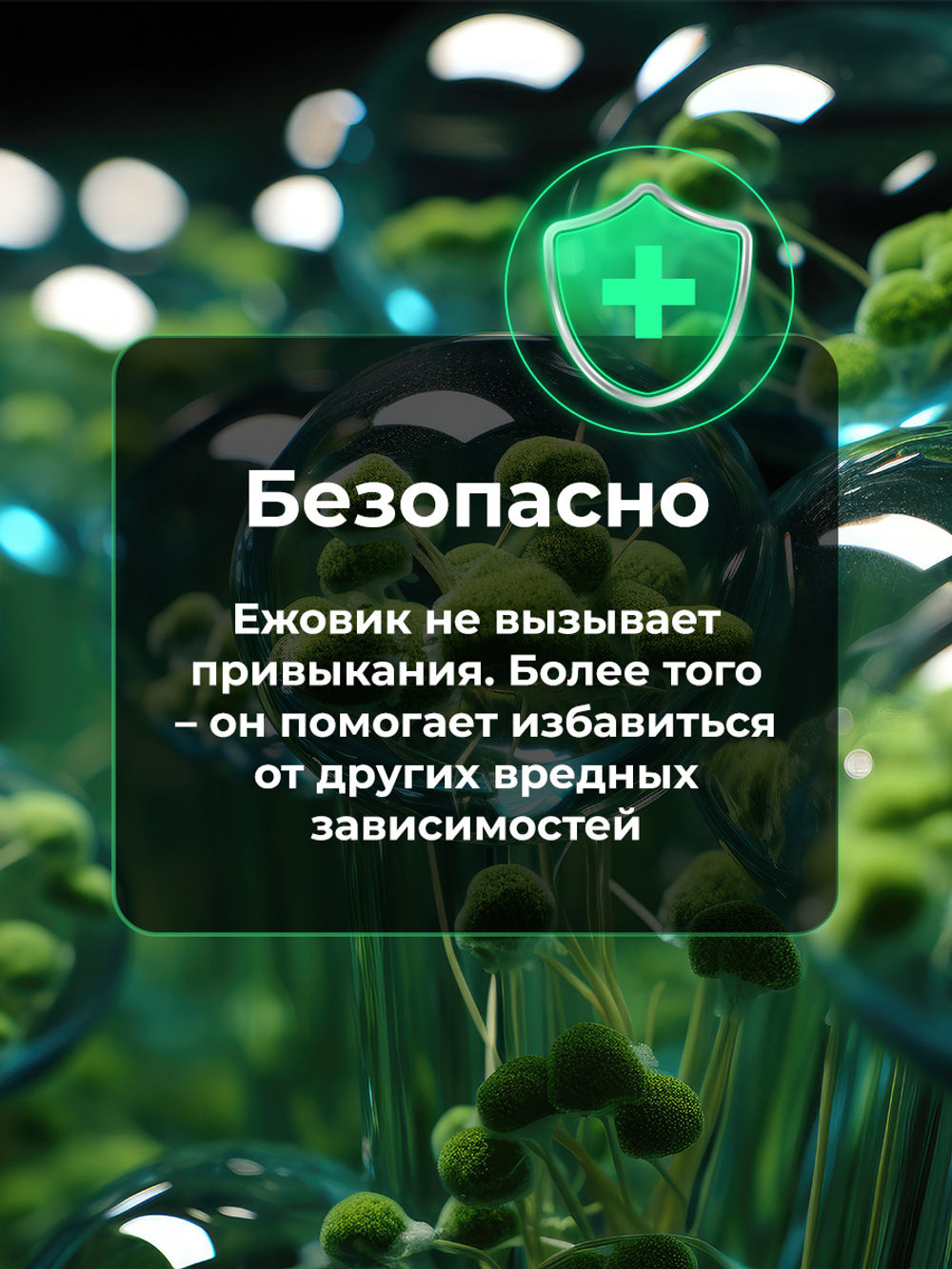 Ежовик гребенчатый мицелий 60 шт.
