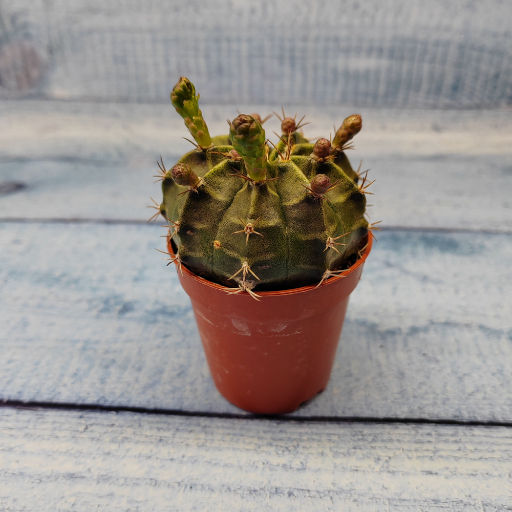Gymnocalycium Friedrichii (Гимнокалициум)