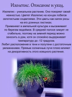 Злак Изолепис поникший