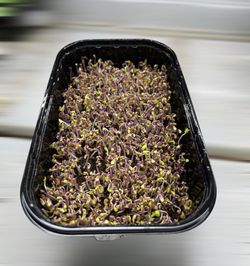 Капуста краснокочанная
