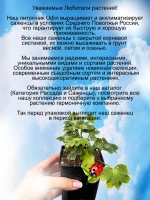 Пеларгония Летний танец в красно белом звёздчатая
