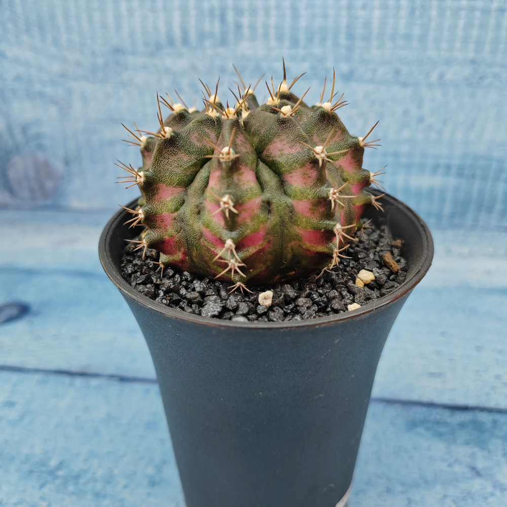 Gymnocalycium T-Rex Pink hybride (Гимнокалициум T-rex)
