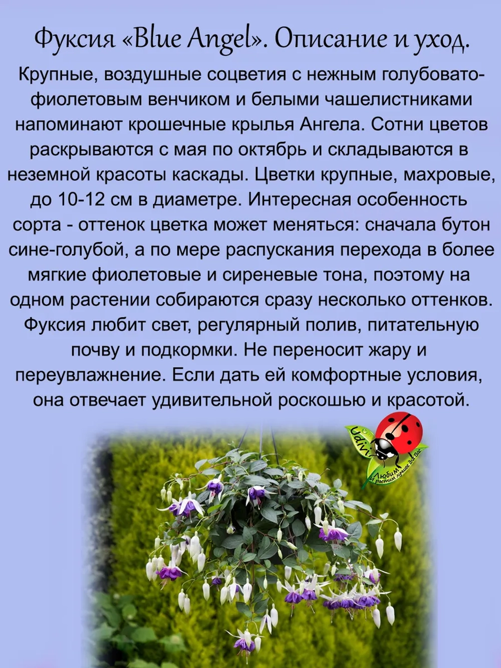 Фуксия Голубой Ангел