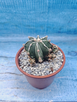Astrophytum Myriostigma "Hakujo Fukuryu" (Астрофитум)