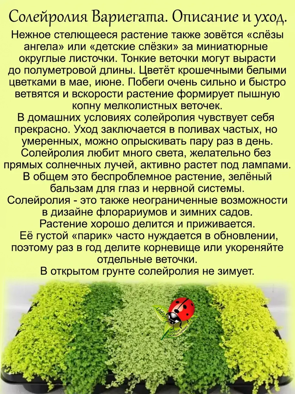 Солейролия Вариегата комнатная ряска