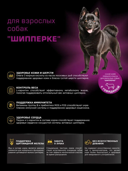 Корм сухой для взрослых собак породы Шипперке, с говядиной, 800 гр, QUATTRO
