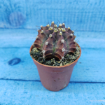 Gymnocalycium Friedrichii (Гимнокалициум)