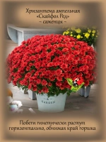 Хризантема Скайфол Ред ампельная